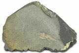Ordovician Brittle Star (Ophiura) - Morocco #365289-1